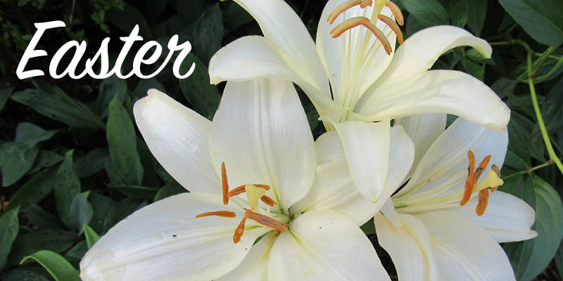 Easter Email Banner 1.jpg